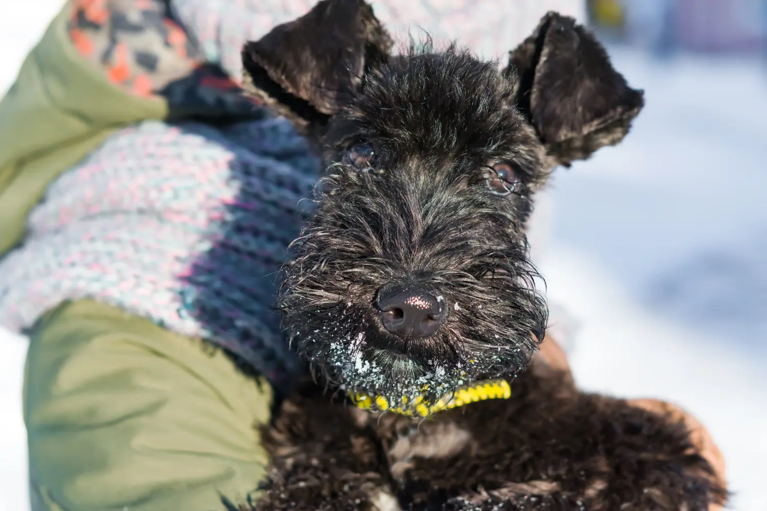 Egy Kerry Blue Terrier kiskutya megvásárlása felelősségvállalást jelent! Kerry Blue Terrier kiskutyák vásárlása.