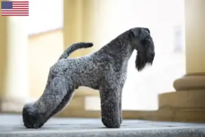 Read more about the article Kerry Blue Terrier tenyésztők és kölykök az USA-ban