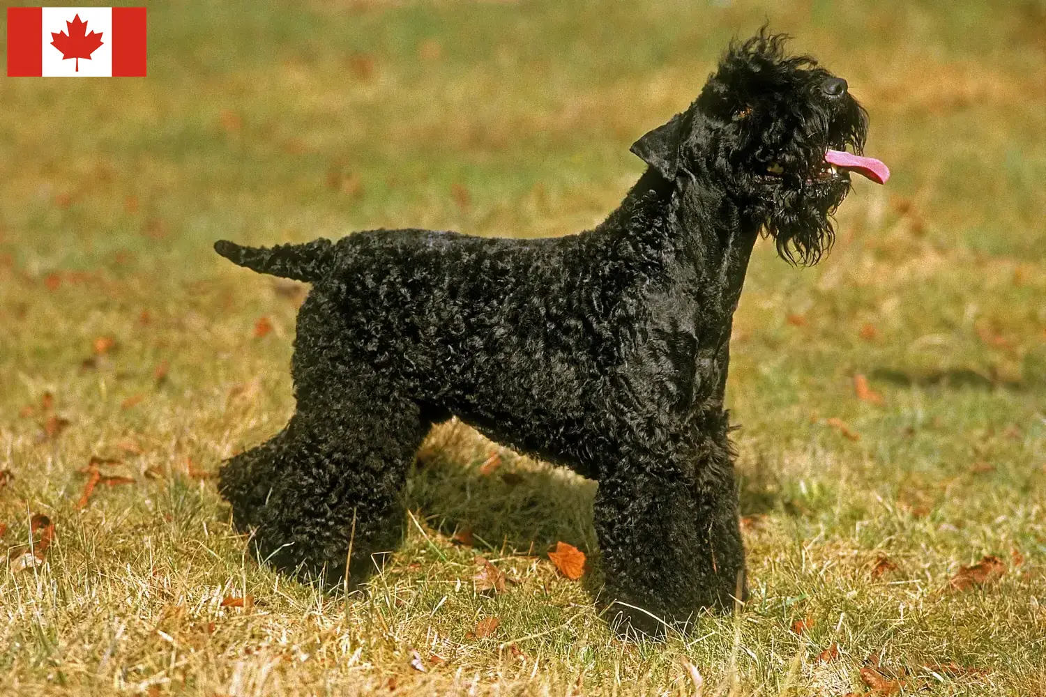 Kerry Blue Terrier kiskutyák és tenyésztők Kanada Kerry blue terrier tenyésztők keresése Kanadában.
