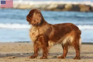 Read more about the article King Charles Spaniel tenyésztők és kölykök az USA-ban