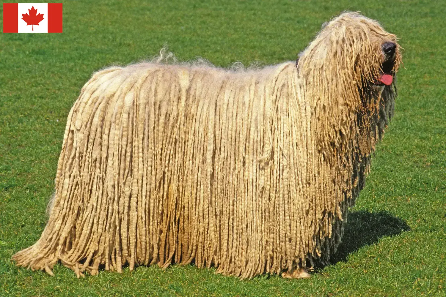 Komondor kiskutyák és tenyésztők Kanada Itt találhat Komondore tenyésztőket Kanadában.