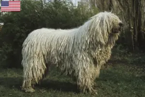 Read more about the article Komondor tenyésztők és kölykök az USA-ban