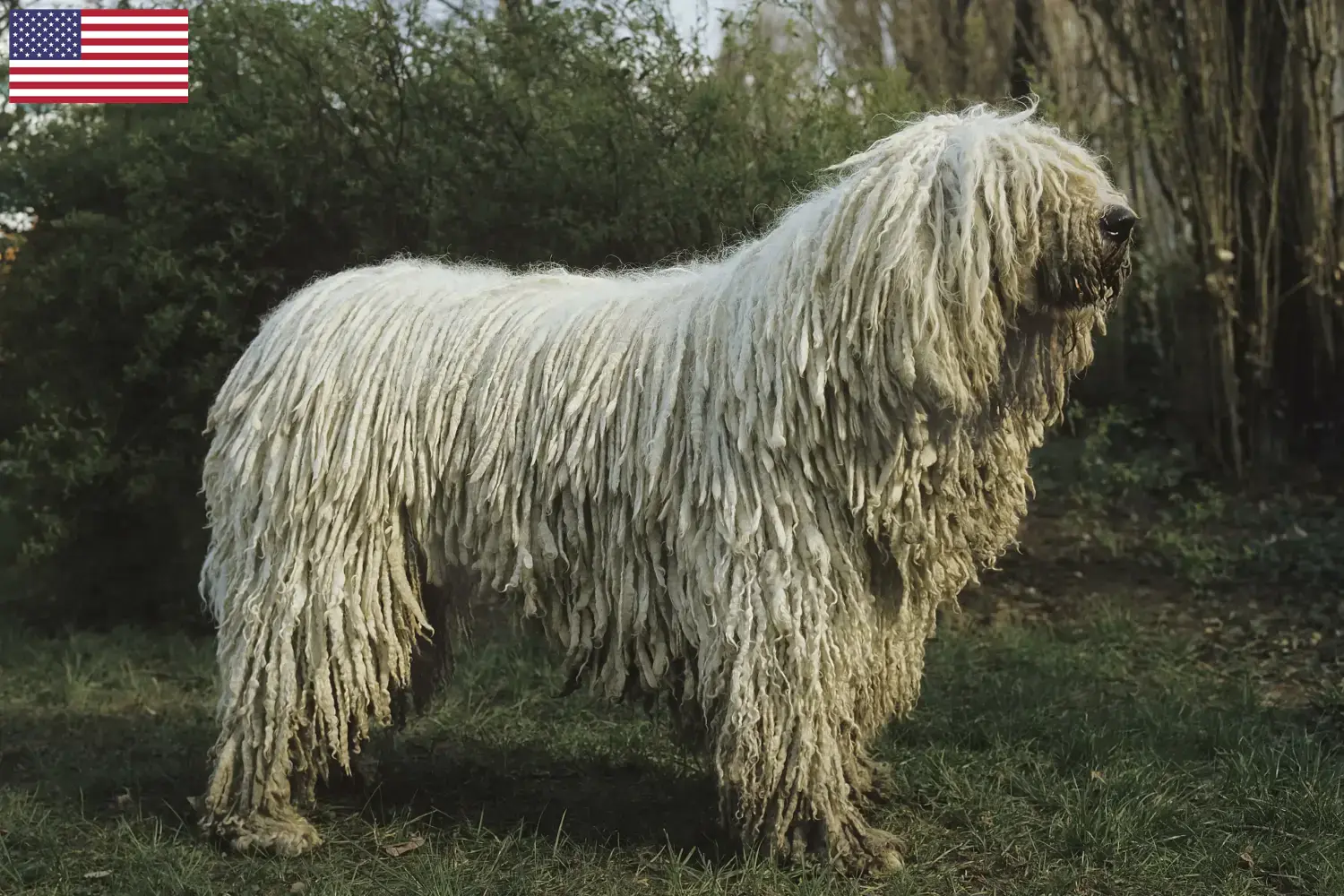 Read more about the article Komondor tenyésztők és kölykök az USA-ban