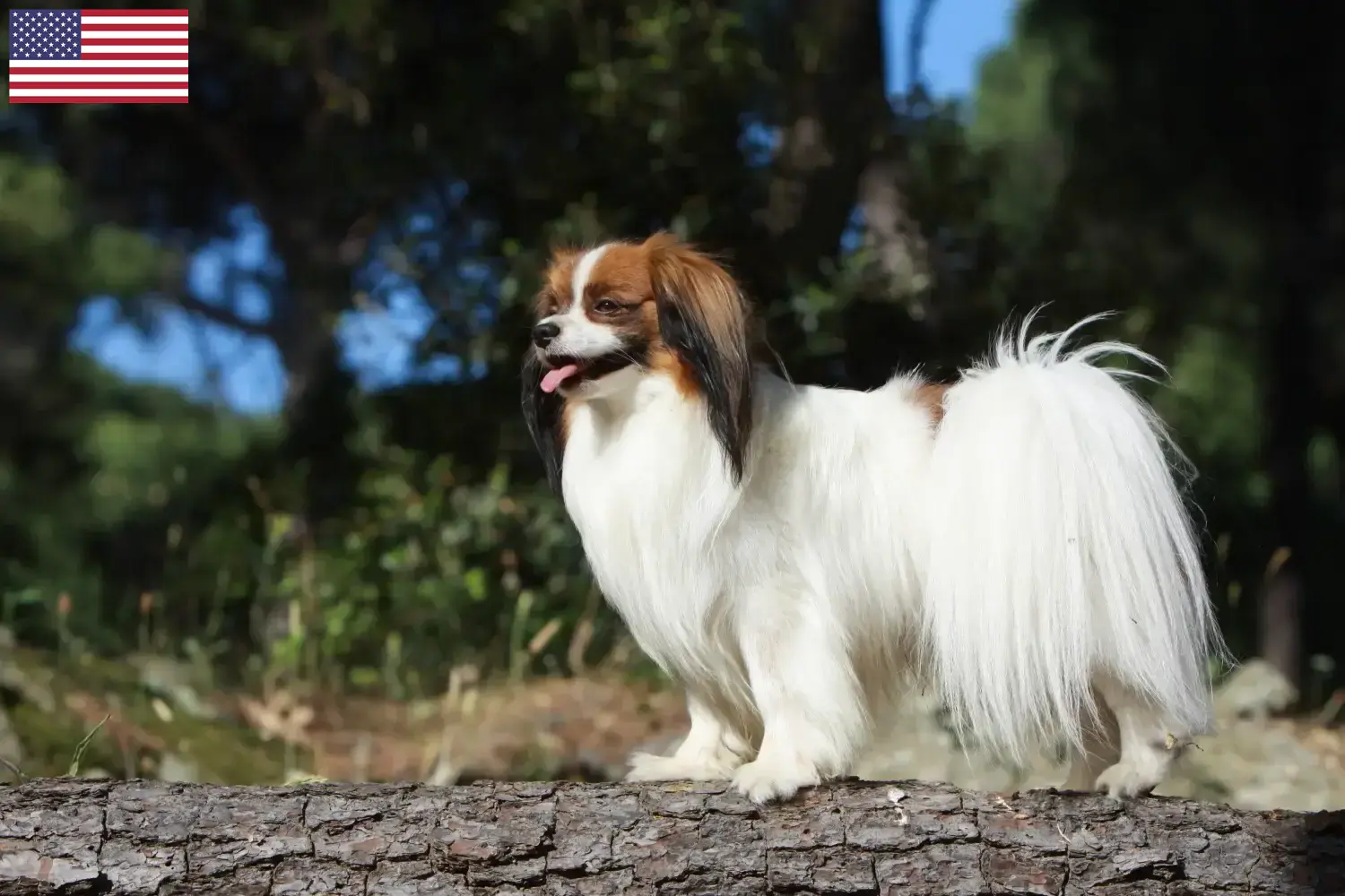 Kontinentális miniatűr spániel kiskutyák és tenyésztők USA Itt találsz Continental Dwarf Spaniel tenyésztőket az USA-ban.