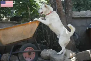 Read more about the article Korea Jindo kutyatenyésztők és kölykök az USA-ban