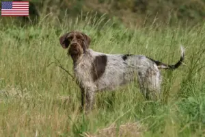 Read more about the article Korthals Griffon tenyésztők és kölykök az USA-ban