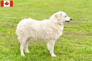 Read more about the article Kuvasz tenyésztők és kölykök Kanadában