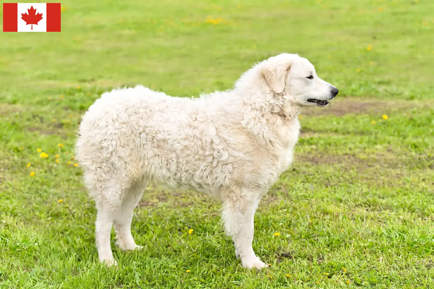 Read more about the article Kuvasz tenyésztők és kölykök Kanadában