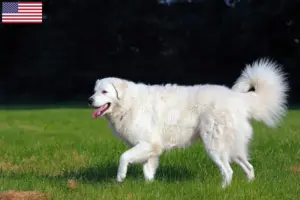 Read more about the article Kuvasz tenyésztők és kölykök az USA-ban