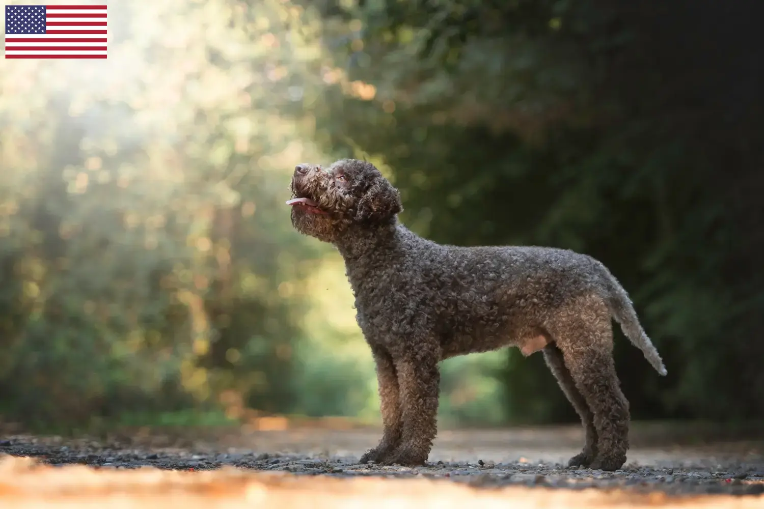 Read more about the article Lagotto Romagnolo tenyésztők és kölykök az USA-ban