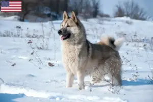 Read more about the article Laika tenyésztők és kölykök az USA-ban