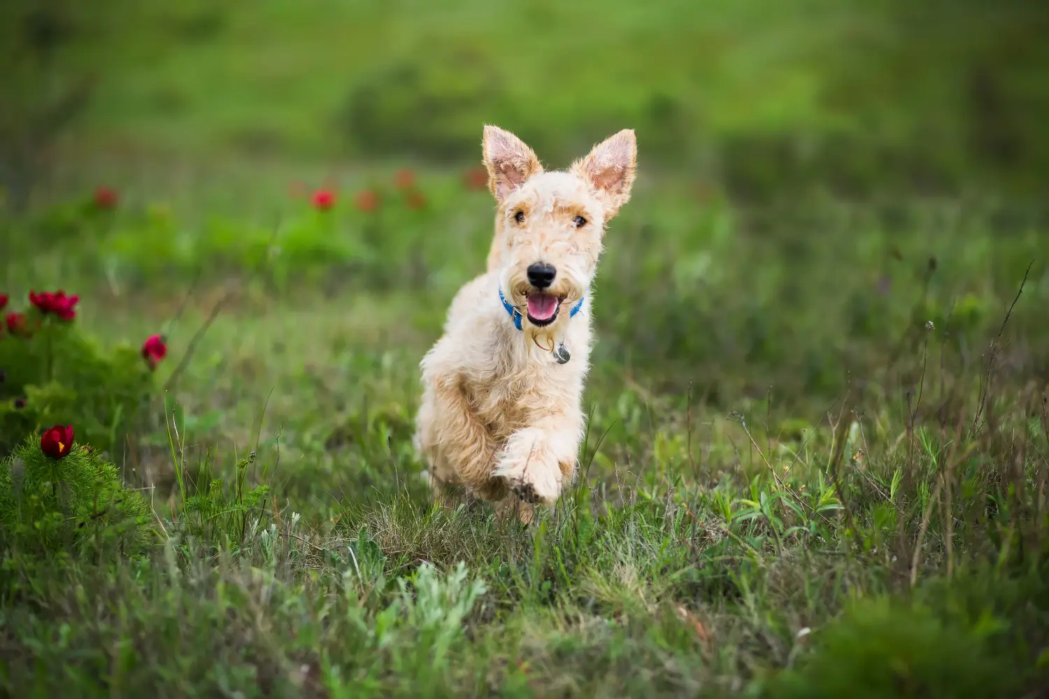 Lakeland terrier kölyökkutya vásárlása felelősségvállalást jelent! Lakeland Terrier kölyökkutyák vásárlása.
