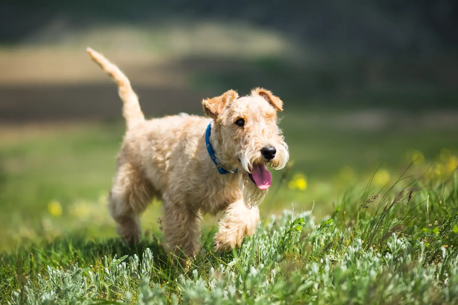 Lakeland terrier kölyökkutya vásárlása felelősségvállalást jelent! Lakeland Terrier kölyökkutyák vásárlása.