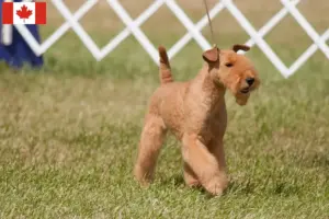 Read more about the article Lakeland Terrier tenyésztők és kiskutyák Kanadában