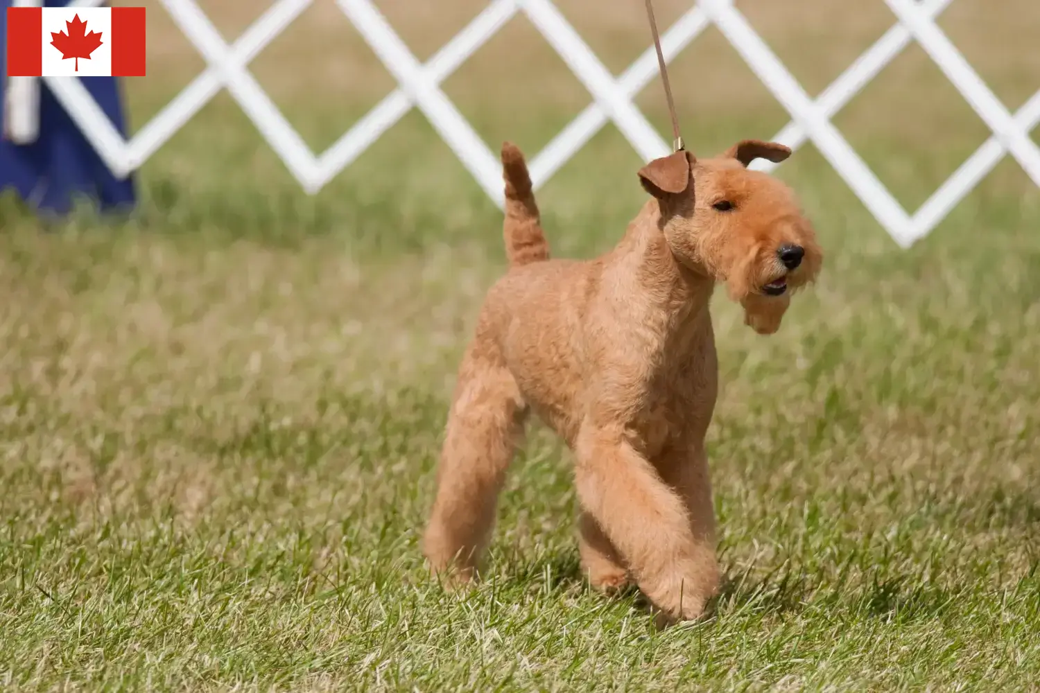 Read more about the article Lakeland Terrier tenyésztők és kiskutyák Kanadában