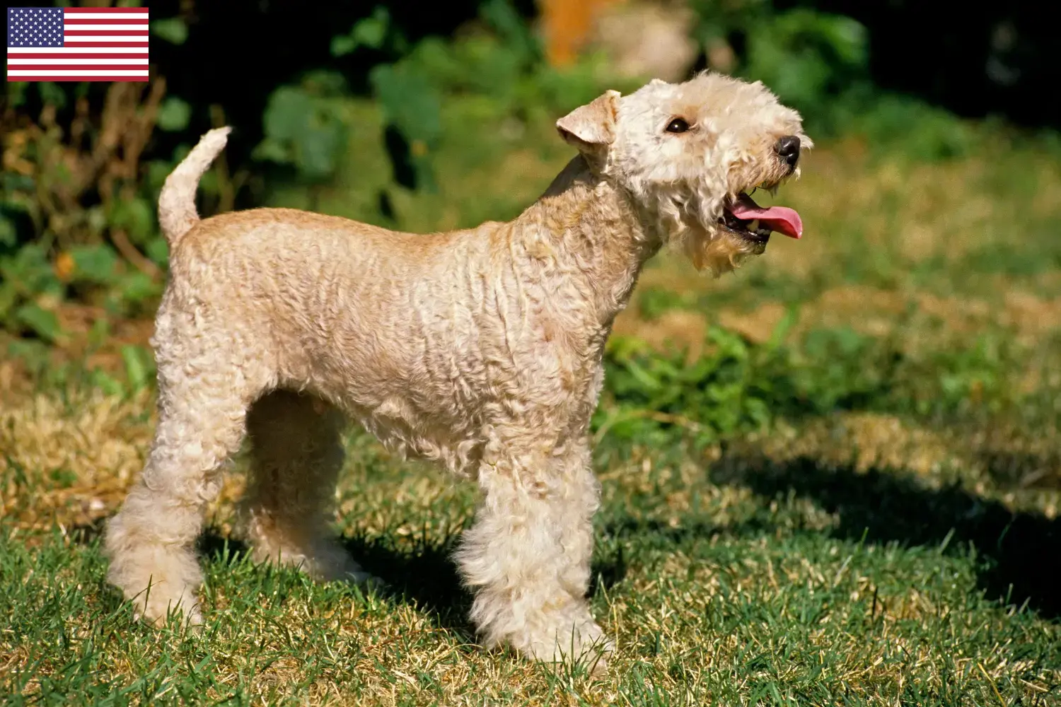 Read more about the article Lakeland Terrier tenyésztők és kölykök az USA-ban