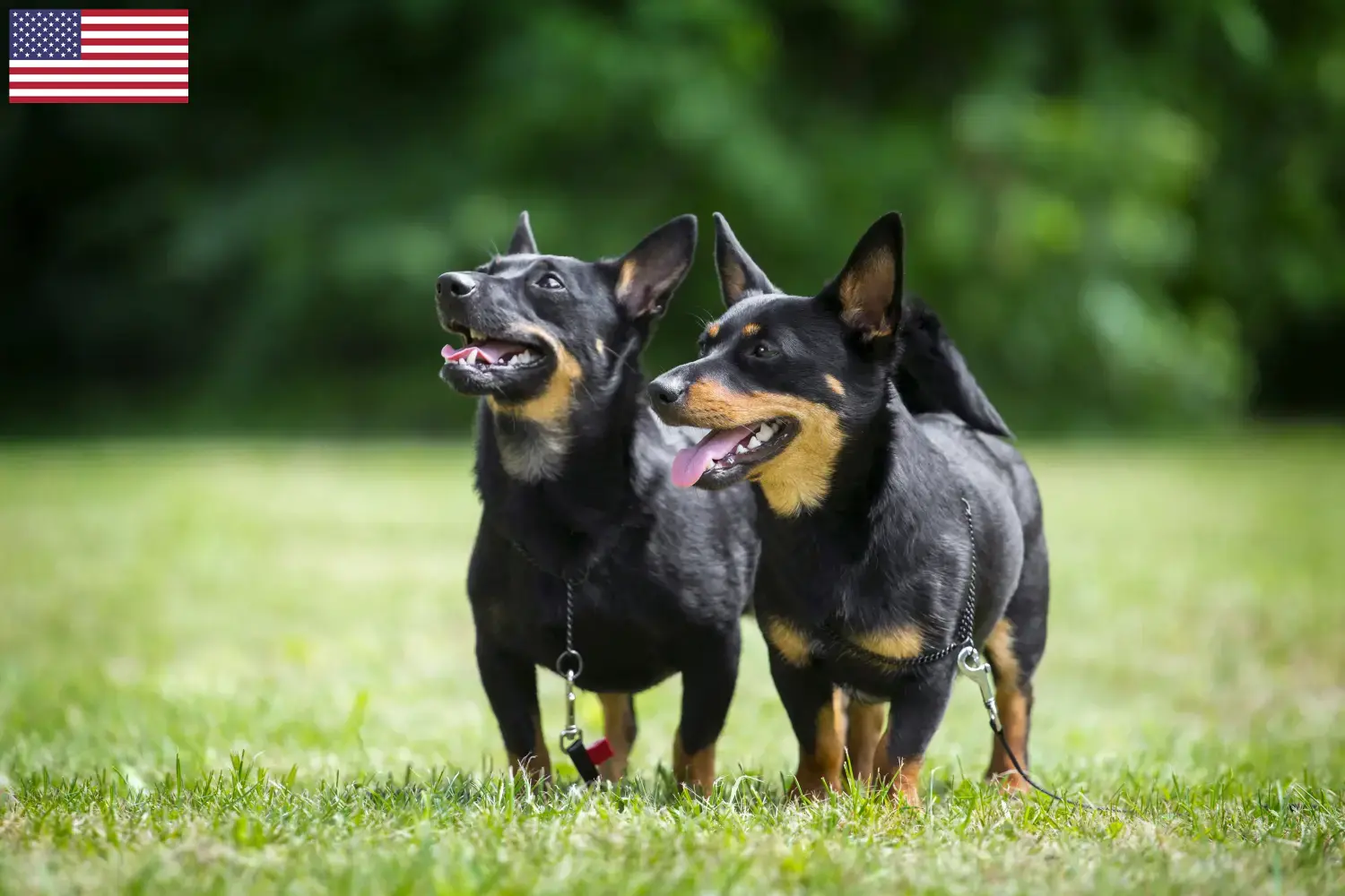 Read more about the article Lancashire Heeler tenyésztők és kölykök az USA-ban
