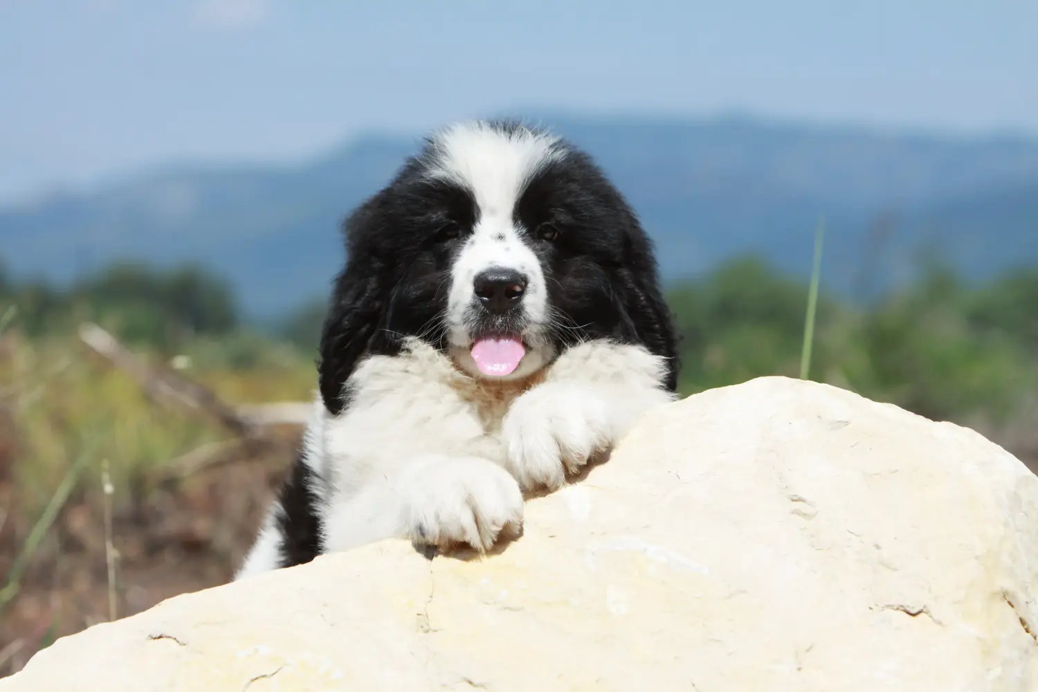 Landseer kölyökkutya vásárlása felelősségvállalást jelent! Vásároljon Landseer kiskutyákat.