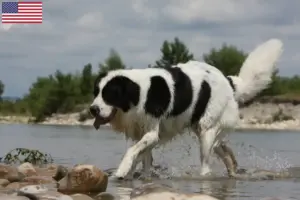 Read more about the article Landseer tenyésztők és kölykök az USA-ban