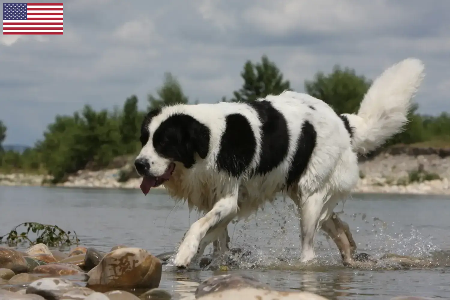 Read more about the article Landseer tenyésztők és kölykök az USA-ban