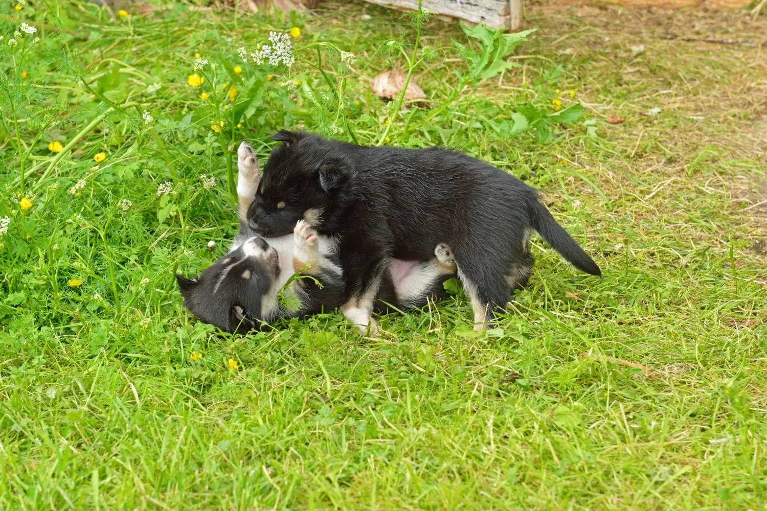 Egy lapp rénszarvaskutya kölyökkutya megvásárlása felelősségvállalást jelent! Vásároljon lapp rénszarvaskutyakölyköket.