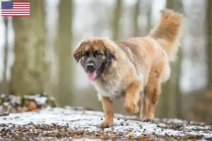 Read more about the article Leonberger tenyésztők és kölykök az USA-ban