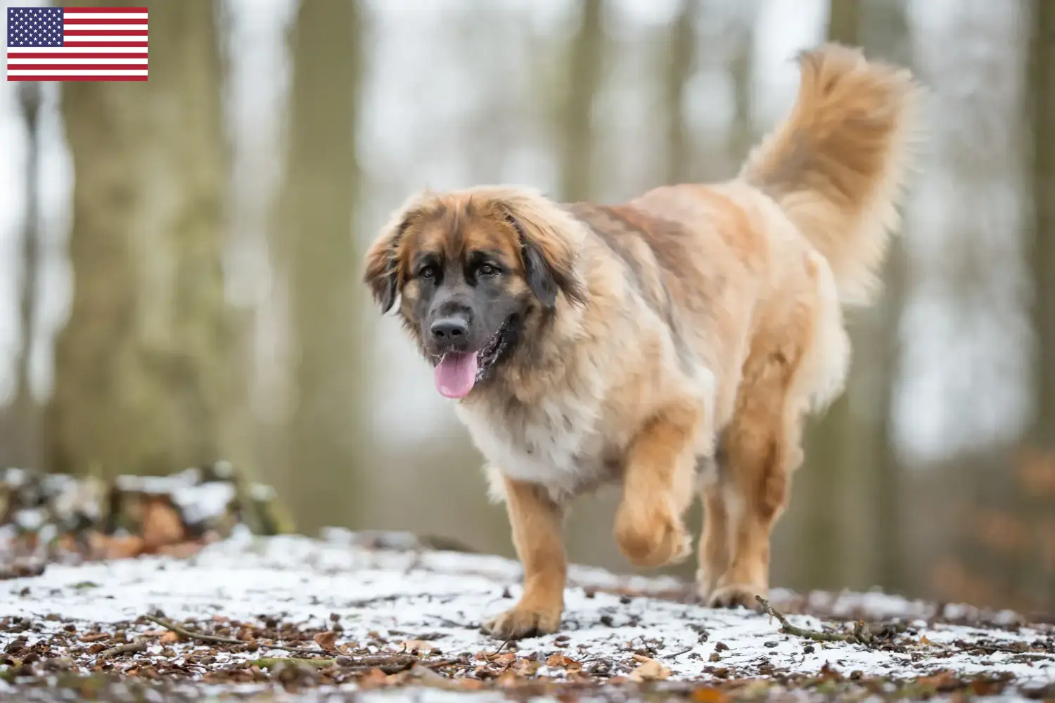 Leonberger kiskutyák és tenyésztők USA Itt talál Leonberger tenyésztőket az USA-ban.