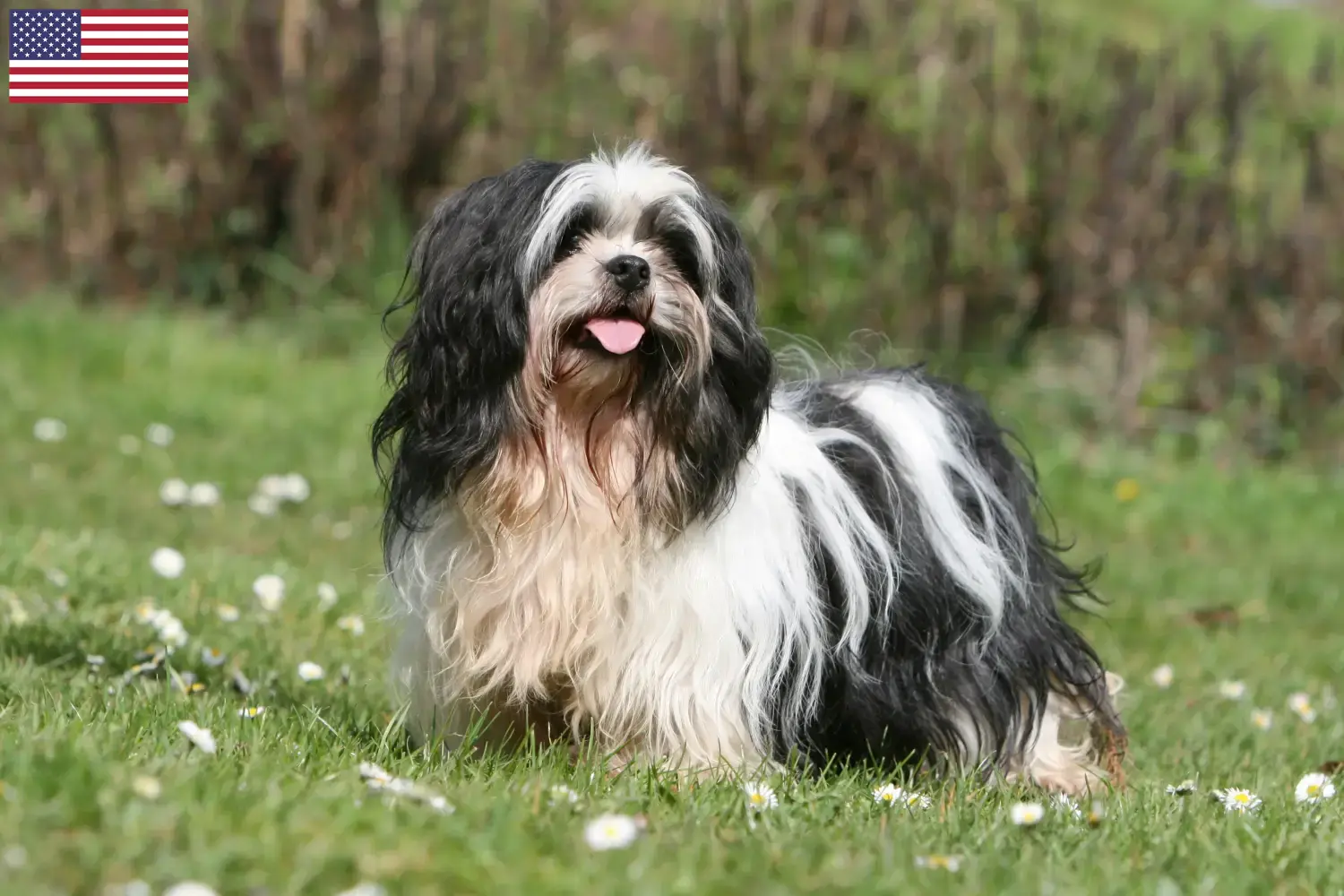 Read more about the article Lhasa Apso tenyésztők és kölykök az USA-ban