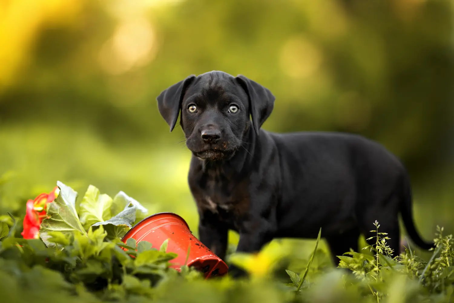Louisiana Catahoula Leopárd kutya kölyökkutya vásárlása felelősségvállalást jelent! Vásároljon Louisiana Catahoula Leopárd kutya kölyköket.
