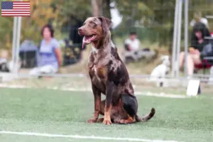 Read more about the article Louisiana Catahoula Leopard kutyatenyésztők és kölykök az USA-ban