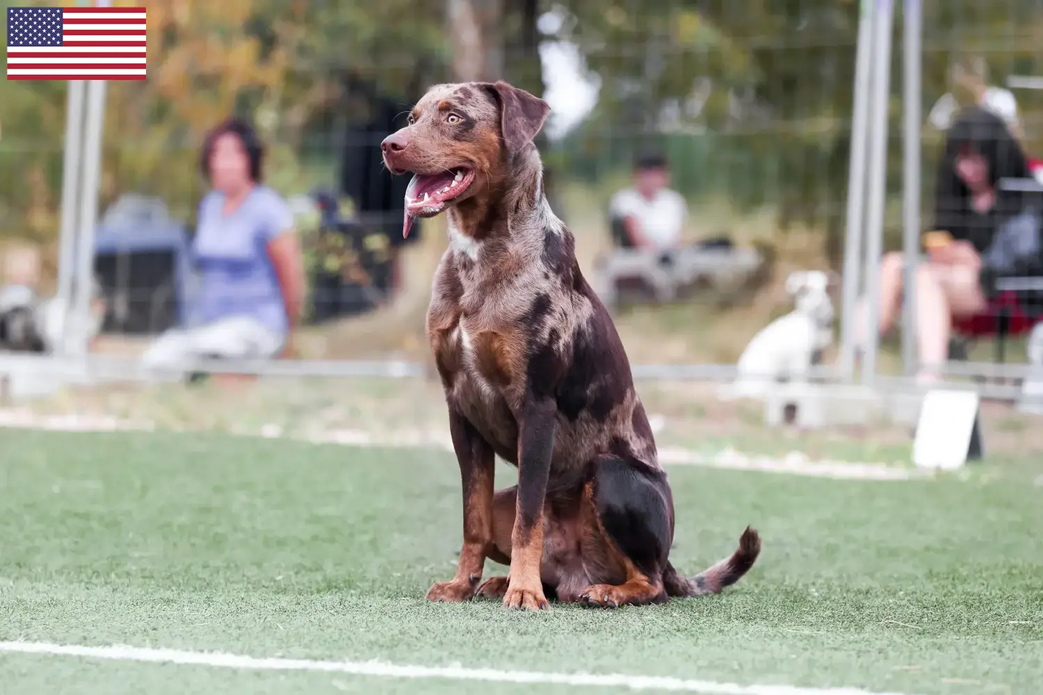 Read more about the article Louisiana Catahoula Leopard kutyatenyésztők és kölykök az USA-ban
