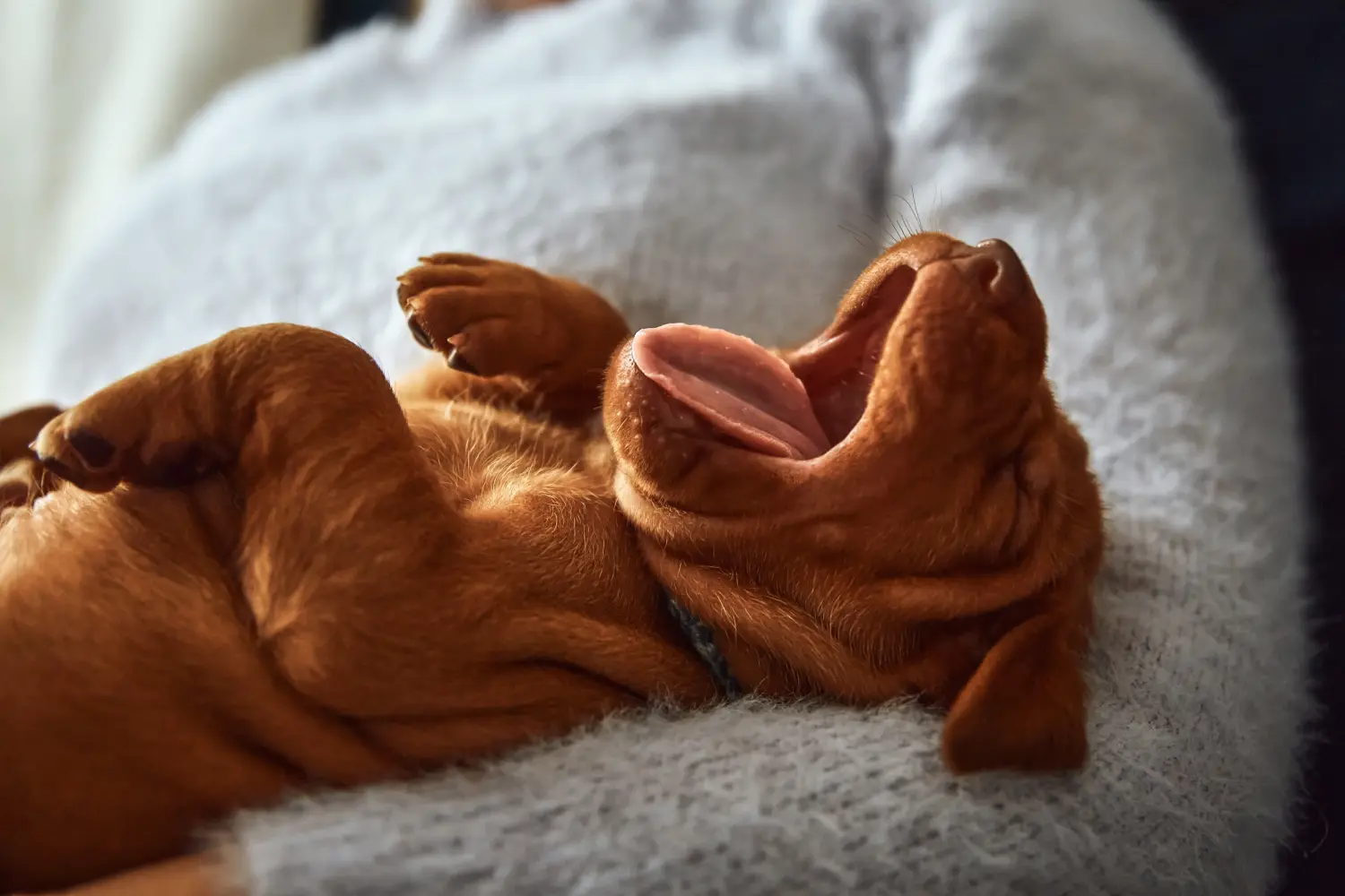 Magyar vizsla kölyökkutya vásárlása felelősségvállalást jelent! Magyar Vizsla kölyökkutyák vásárlása.