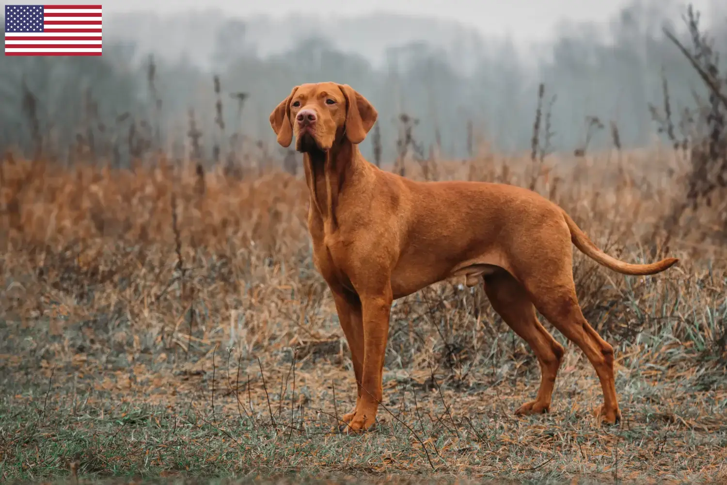 Read more about the article Magyar Vizsla tenyésztők és kölykök az USA-ban