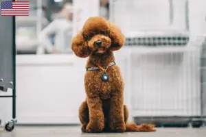 Read more about the article Maltipoo tenyésztők és kölykök az USA-ban