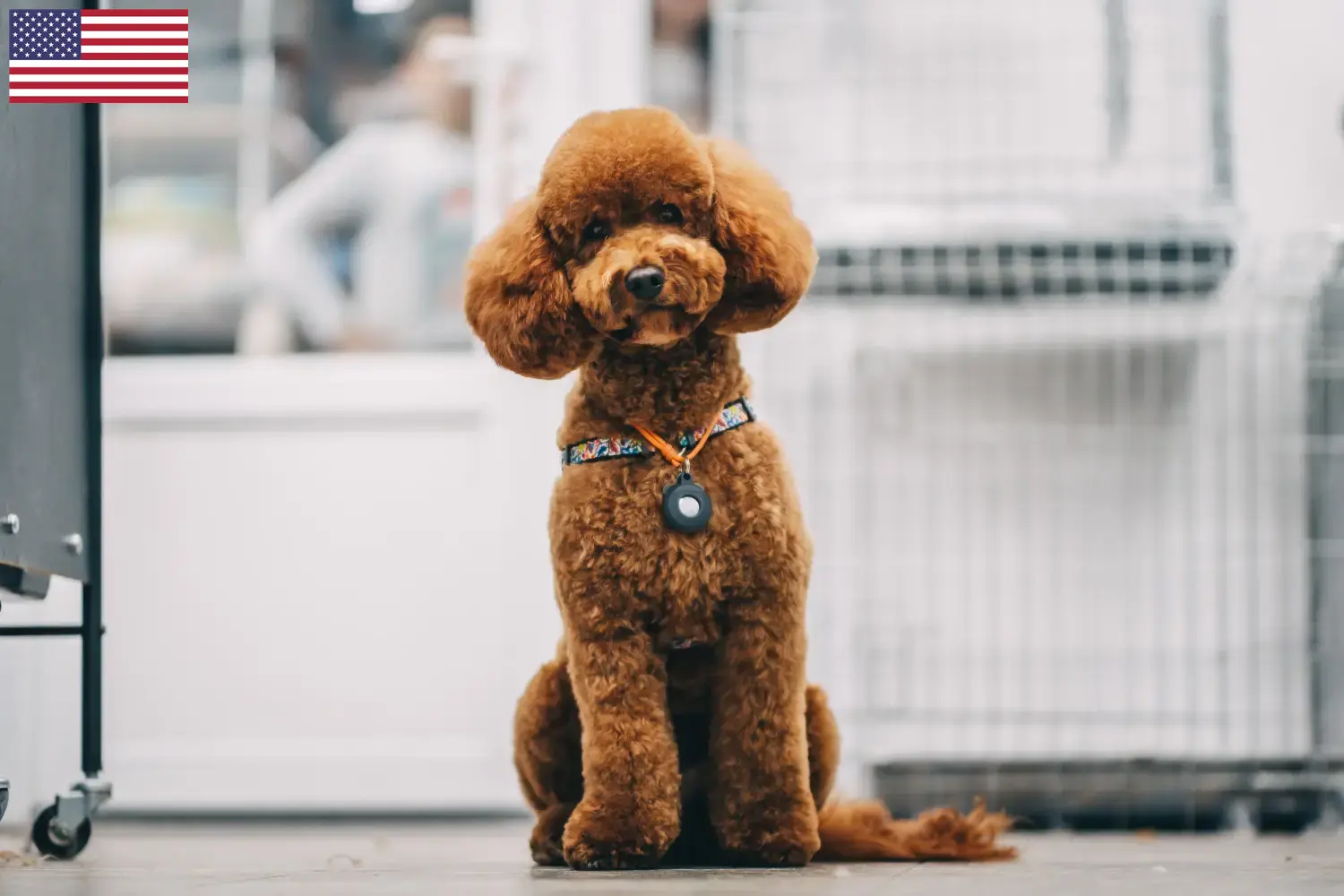 Read more about the article Maltipoo tenyésztők és kölykök az USA-ban