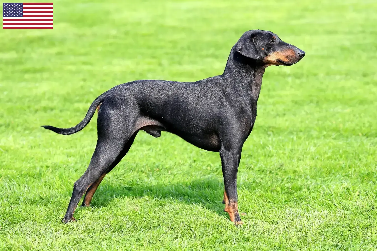 Read more about the article Manchester Terrier tenyésztők és kölykök az USA-ban