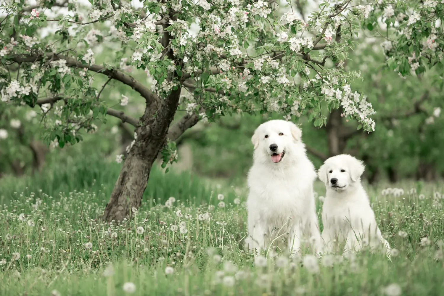 Maremma Abruzzo juhászkutya kölyökkutyát vásárolni felelősségvállalást jelent! Maremma Abruzzo juhászkutyakölyköket vásároljon.