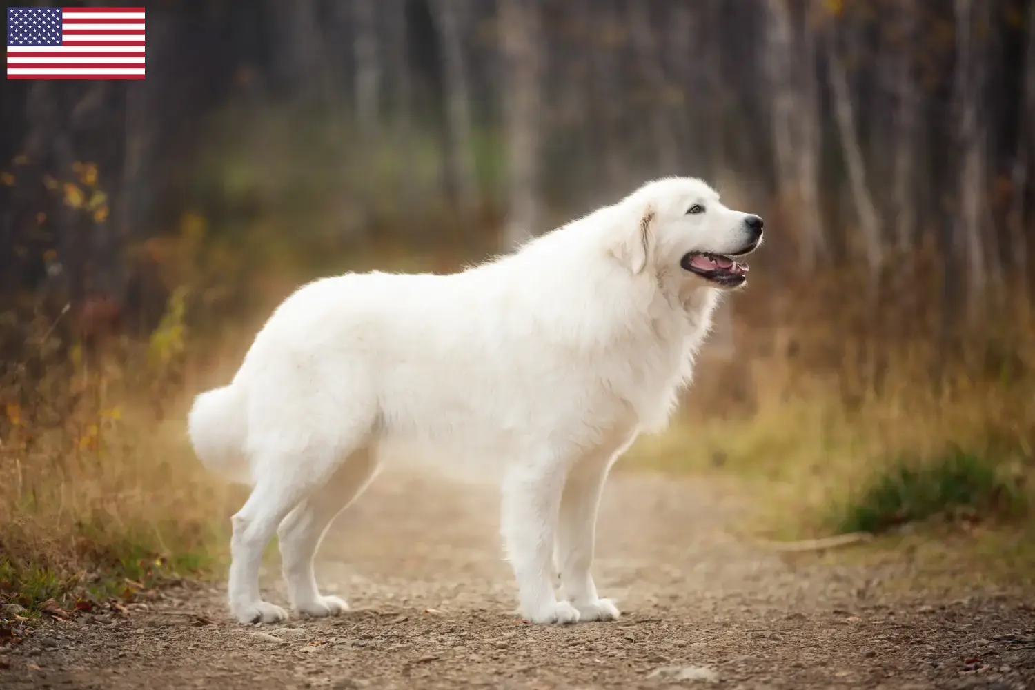 Maremma Abruzzo juhászkutya kölykök és tenyésztők USA Maremma Abruzzi juhászkutyatenyésztőket az USA-ban itt találsz.