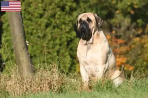Read more about the article Mastiff tenyésztők és kölykök az USA-ban