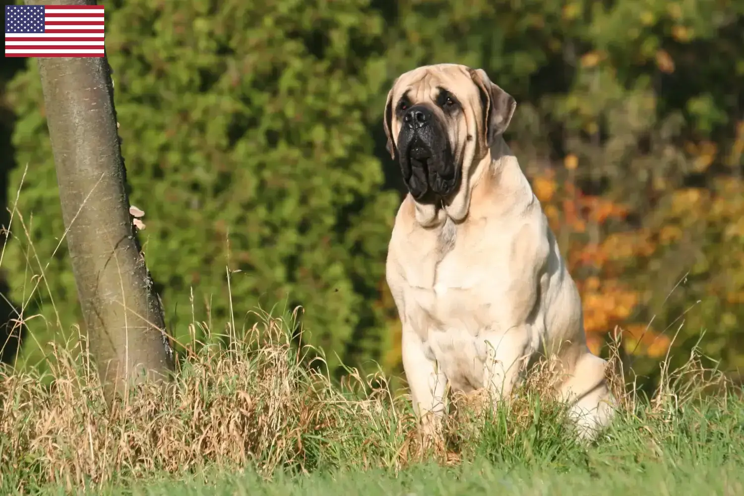 Mastiff kölykök és tenyésztők USA Itt találhat masztiff tenyésztőket az Egyesült Államokban.