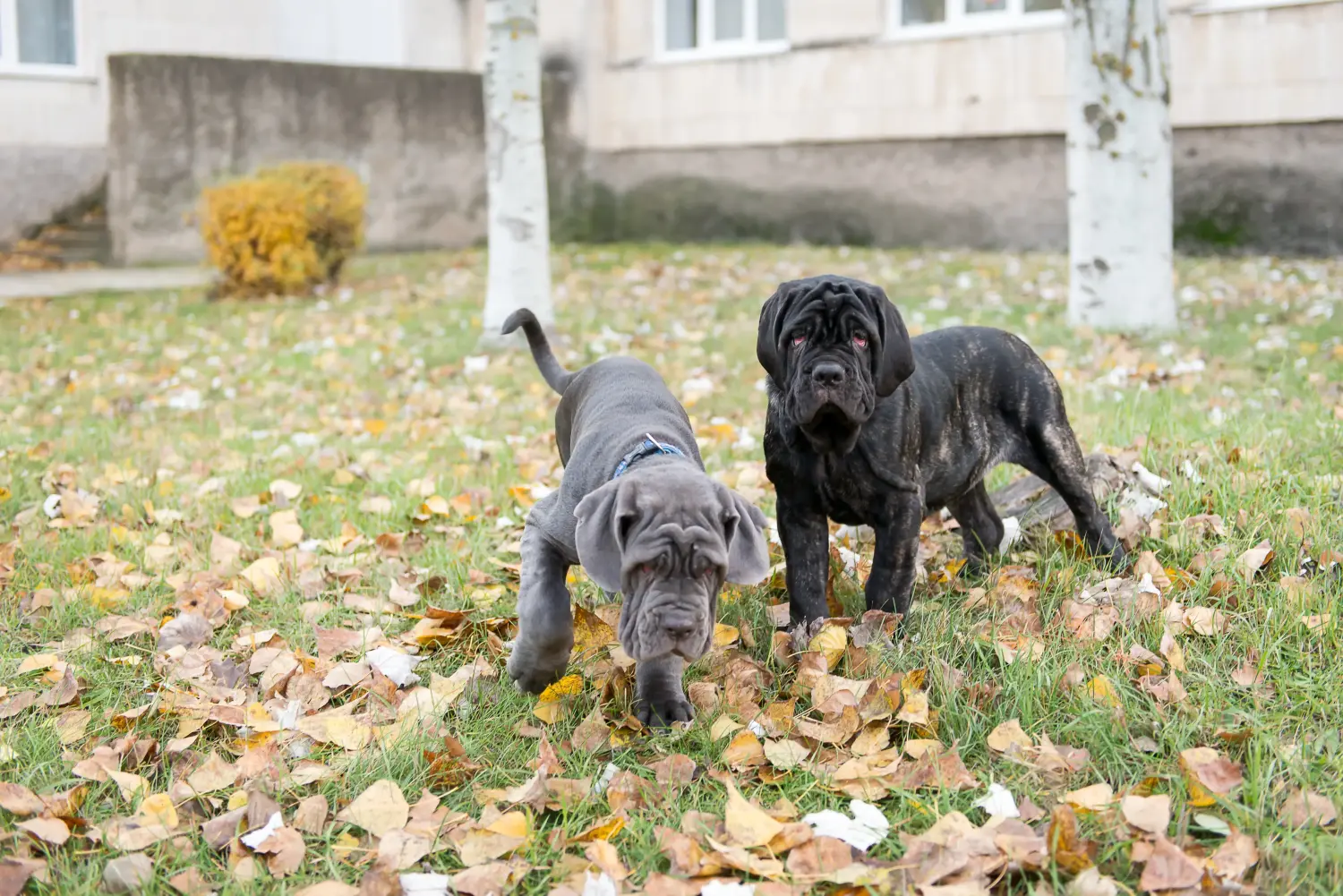 Egy Mastino Napoletano kiskutya megvásárlása felelősségvállalást jelent! Vásároljon Mastino Napoletano kiskutyákat.
