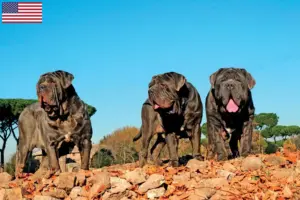 Read more about the article Mastino Napoletano tenyésztők és kölykök az USA-ban