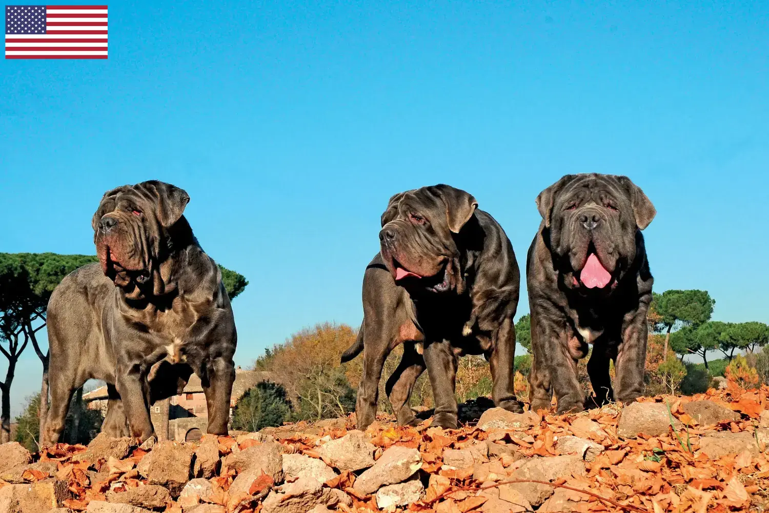 Read more about the article Mastino Napoletano tenyésztők és kölykök az USA-ban