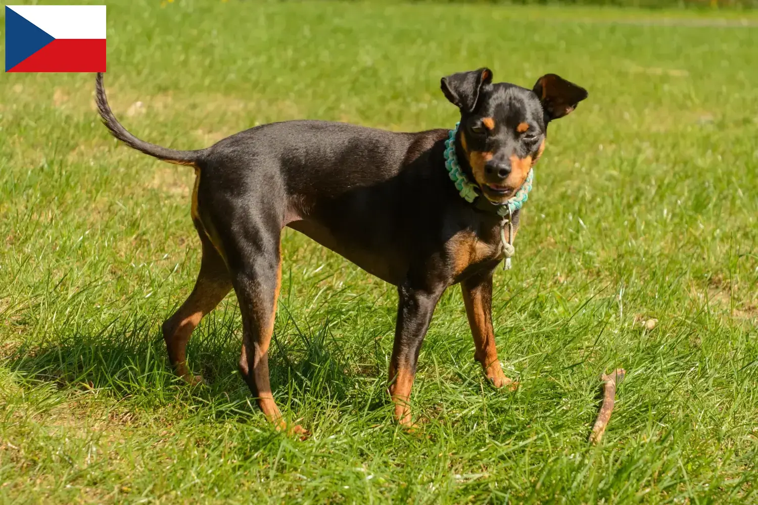 Miniatűr pinscher kiskutyák és tenyésztők Csehország Itt találhat miniatűr pinscher tenyésztőket Csehországban.