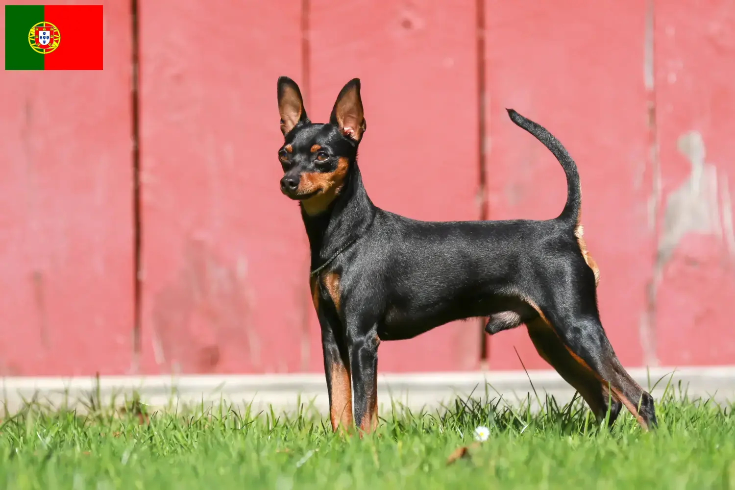 Miniatűr pinscher kölykök és tenyésztő Portugália Itt találhat miniatűr pinscher tenyésztőket Portugáliában.