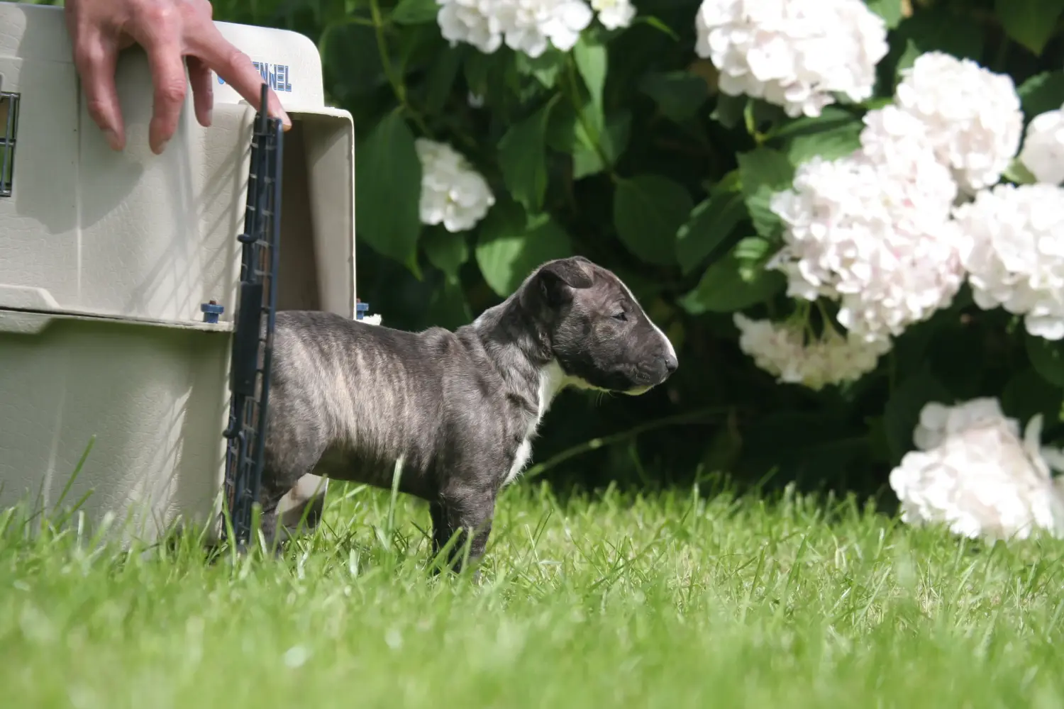 Egy miniatűr bullterrier kölyökkutya megvásárlása felelősségvállalást jelent! Vásároljon miniatűr bullterrier kiskutyákat.