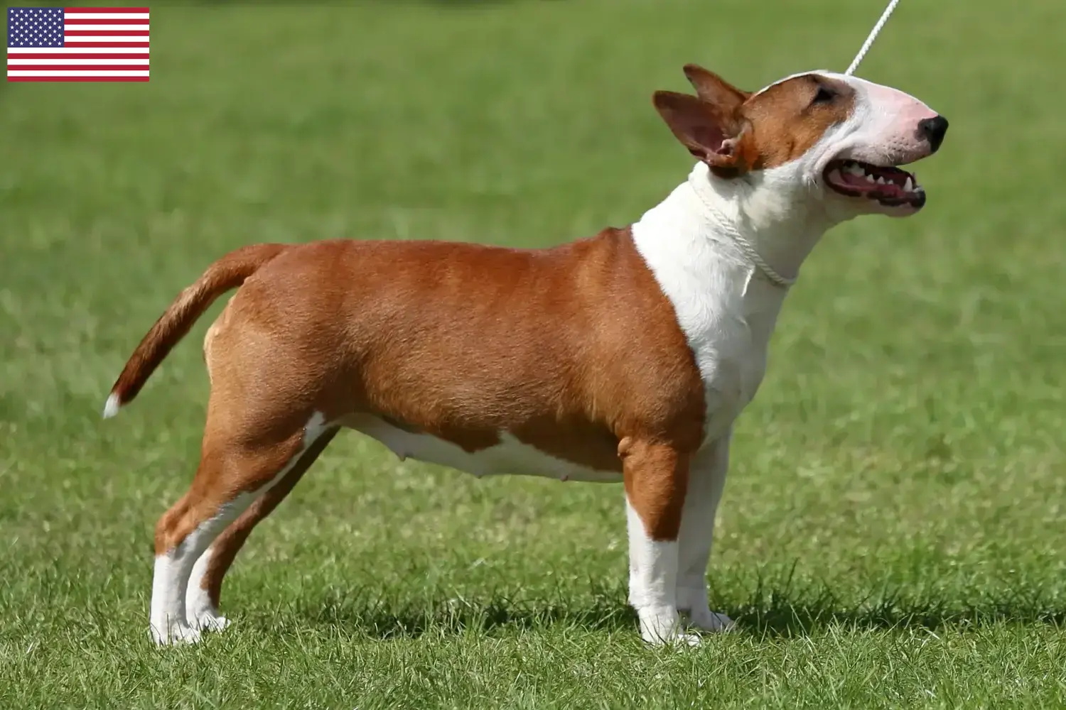 Miniature Bull Terrier kiskutyák és tenyésztők USA Itt találhat miniatűr bullterrier tenyésztőket az Egyesült Államokban.