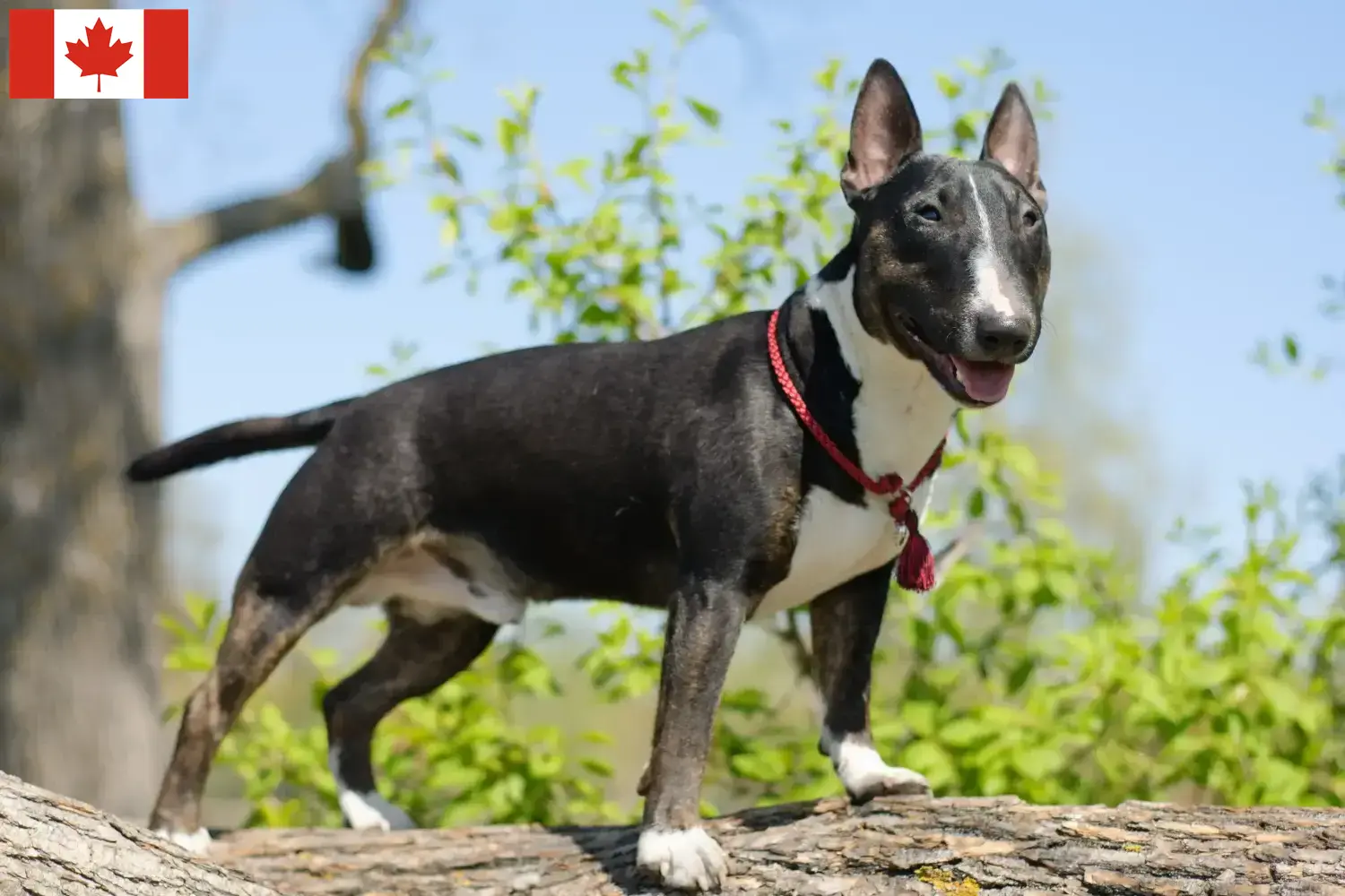 Miniature Bull Terrier kiskutyák és tenyésztők Kanada Miniature Bull Terrier tenyésztők keresése Kanadában.