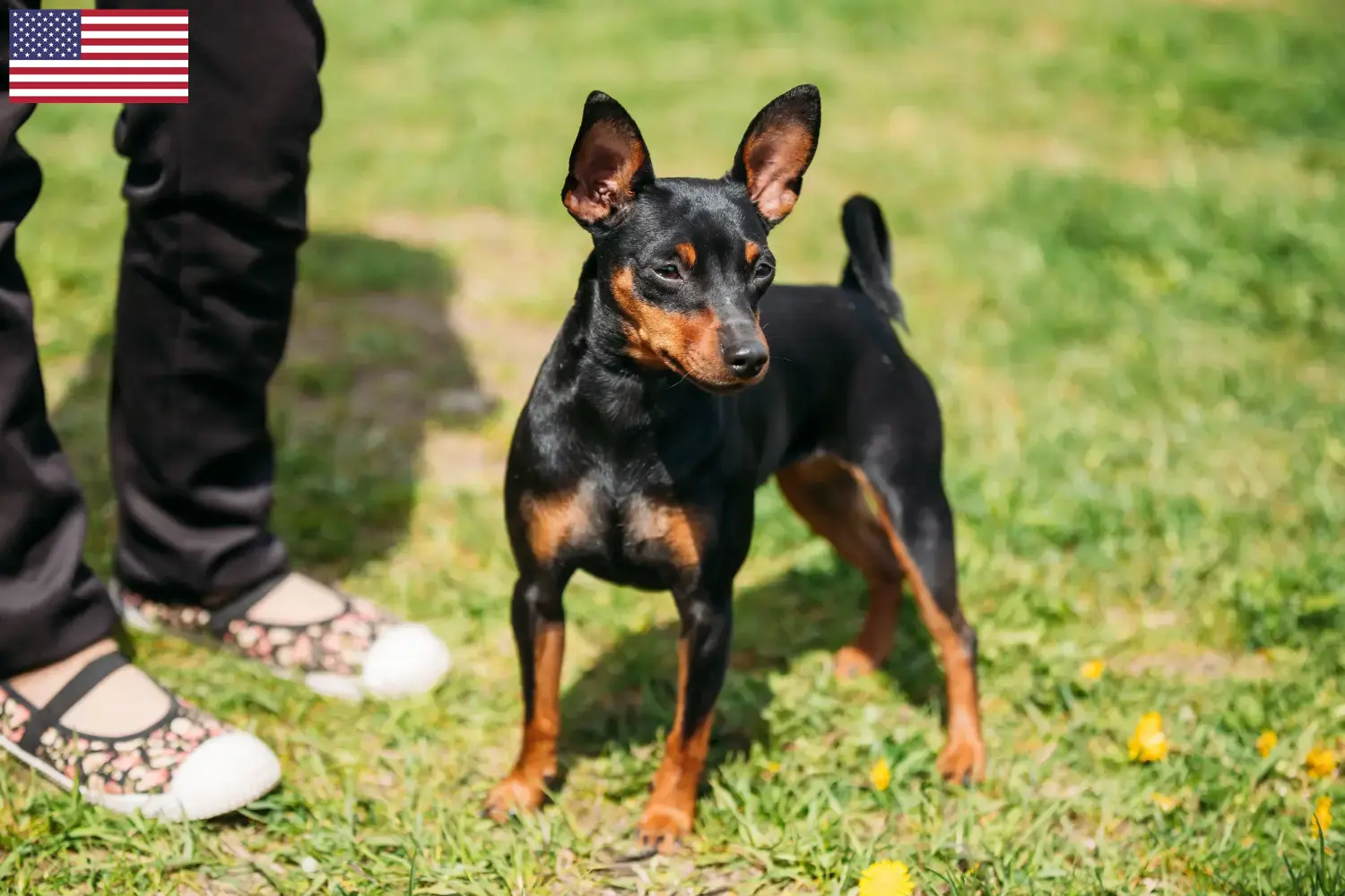 Miniature Pinscher kiskutyák és tenyésztők USA Itt találhat miniatűr pinscher tenyésztőket az USA-ban.
