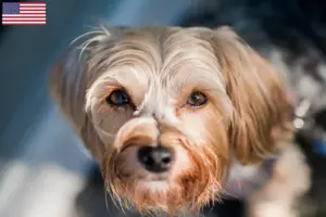 Read more about the article Morkie tenyésztők és kölykök az USA-ban